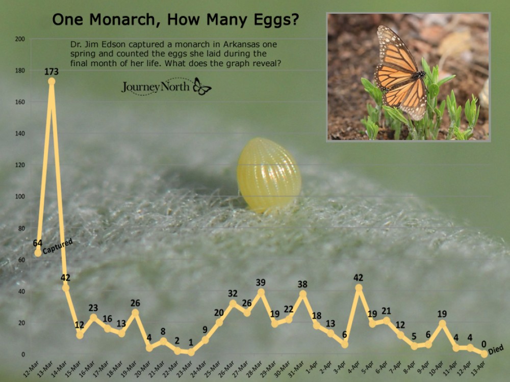 How Many Eggs?