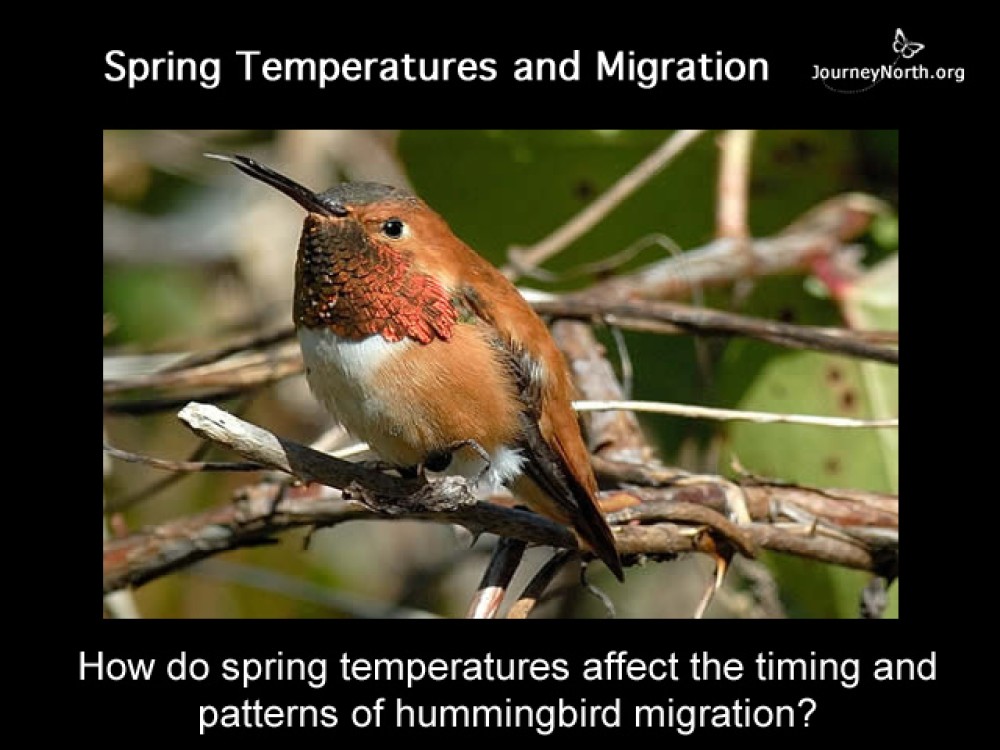 Journal Rufous Migration