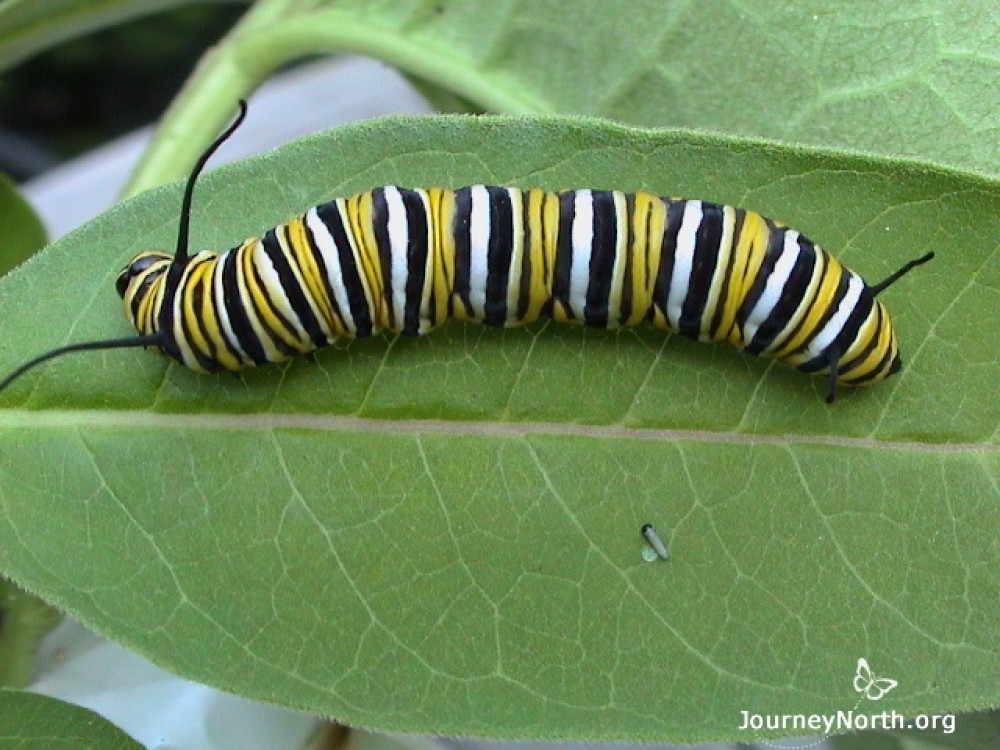 Monarch caterpillars eat voraciously. Find the two larvae in the photo. One is 2,000 times larger than the other. A monarch larva can grow this much in about two weeks, depending on temperatures. 