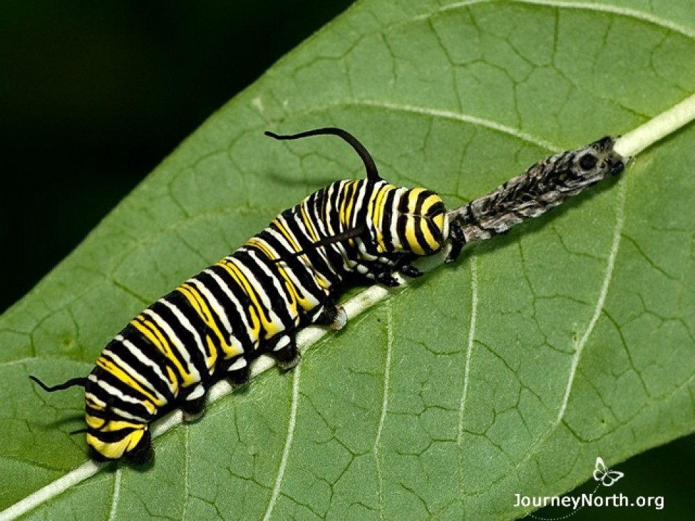 This monarch larva just shed its exoskeleton and is now eating the remaining portion, called the exuvia. A monarch must shed its exoskeleton to make room for growth. The process of shedding is called molting and happens between each instar. The most likely reason for eating the exuvia is to recycle the nutrients it contains, especially hard-to-get nutrients like nitrogen.