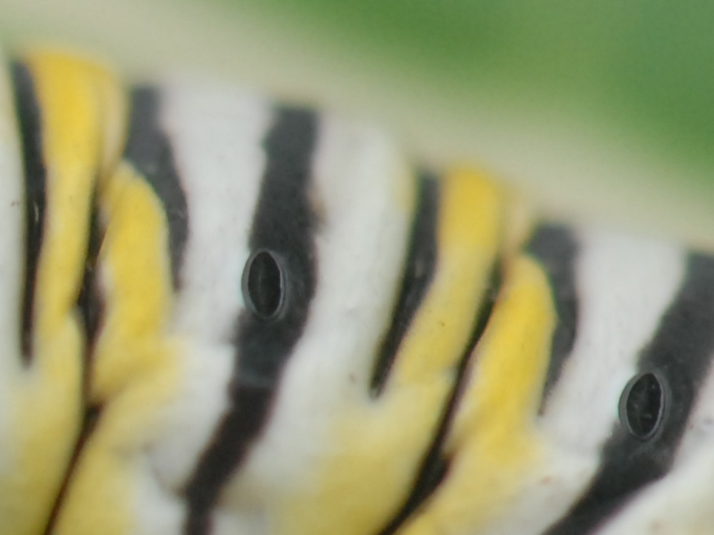 Dr. Karen Oberhauser explains what they are and how they work: "Monarchs 'breathe' through tiny openings on the sides of the abdomen and thorax called spiracles. The spiracles are in their cuticle, like our skin. I put quotes around the word 'breathe' because this is very different than the kind of breathing you do. Monarchs don't have lungs. The air goes into their spiracles and through a whole series of tubes in the body called trachea. The trachea carry oxygen throughout the monarch's body."