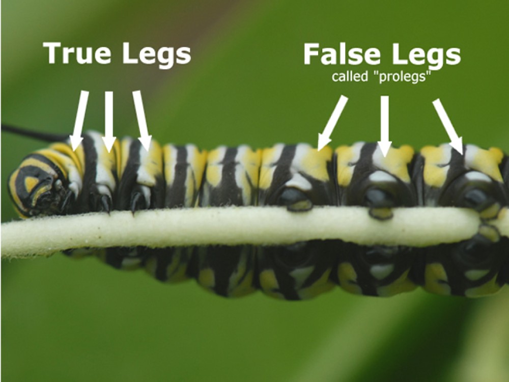 Monarch larvae have two different kinds of legs, true and false. Like all insects, the caterpillars have six true legs. They are attached to the thorax. The false legs, or prolegs, are attached to the abdomen and are only present during the caterpillar stage. False legs have pads at the ends with sticky hooks called crochets. When you hold a caterpillar, you can feel the grip of the crochets. Crawling along a paper-thin leaf, or eating while hanging upside down, monarch caterpillars defy gravity. 