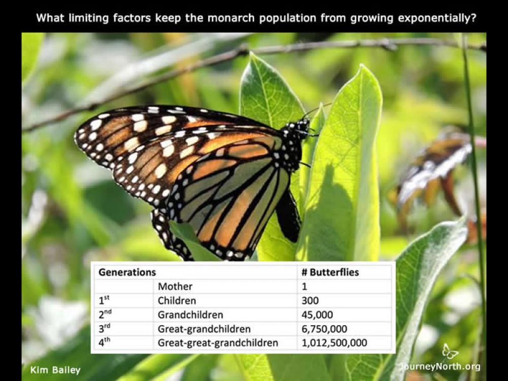 How Population Grow?