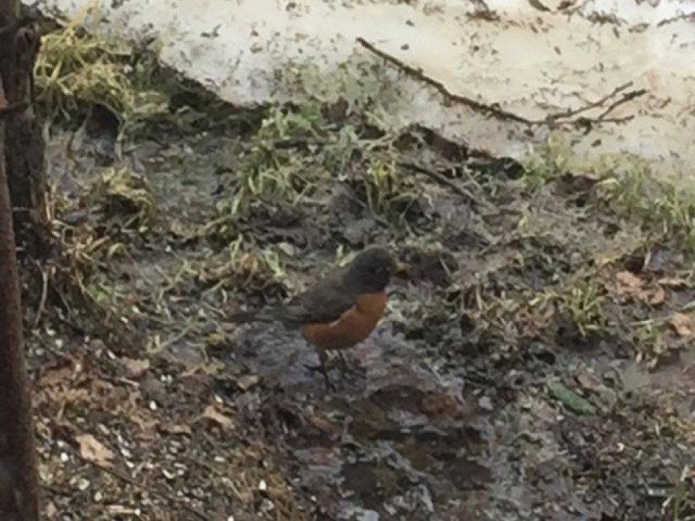 Robin in Alaska