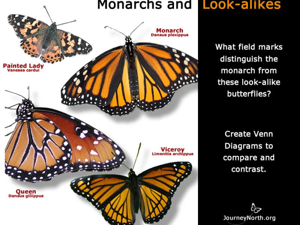 Butterfly Identification Journal