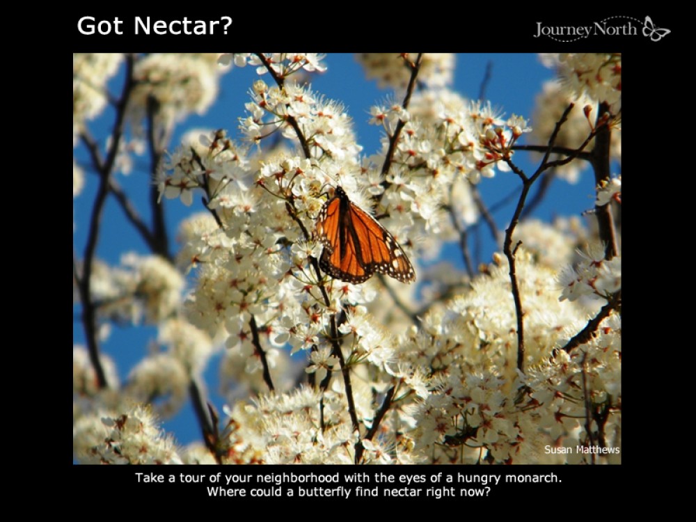 Journal Got Nectar? 