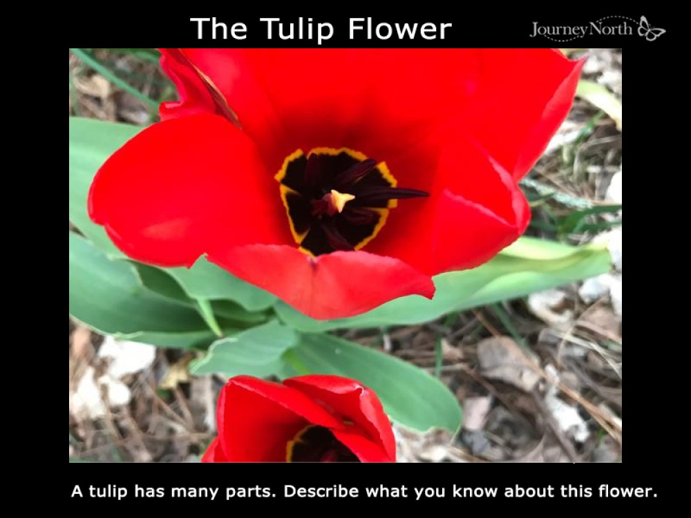 Close up of tulip flower