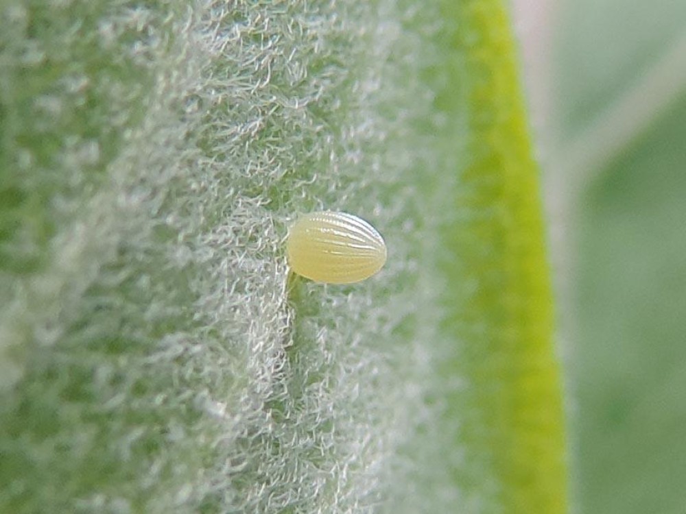 Monarch Butterfly Egg