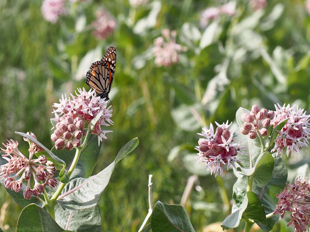 Monarch Butterfly in Medicine Hat, Alberta