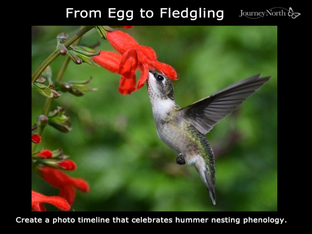 Journal Nesting Phenology