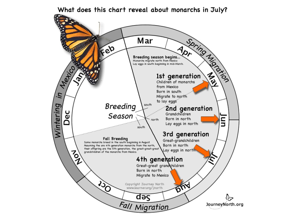 Monarchs in July