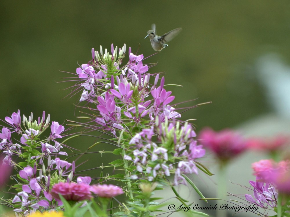 Image of hummingbird by Amy Evoniuk