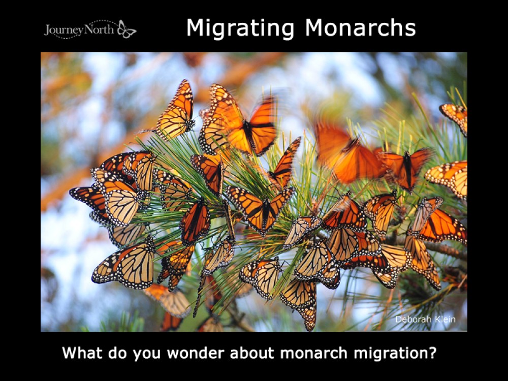 Magic of Monarch Migration