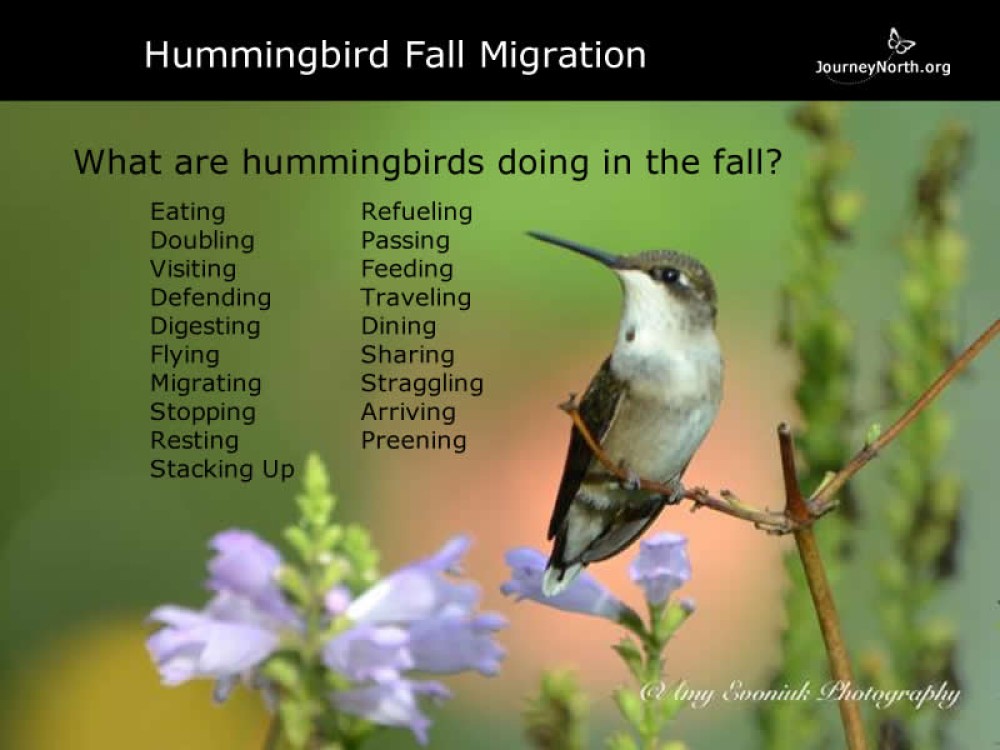 Hummingbird Journal: Fall Behavior