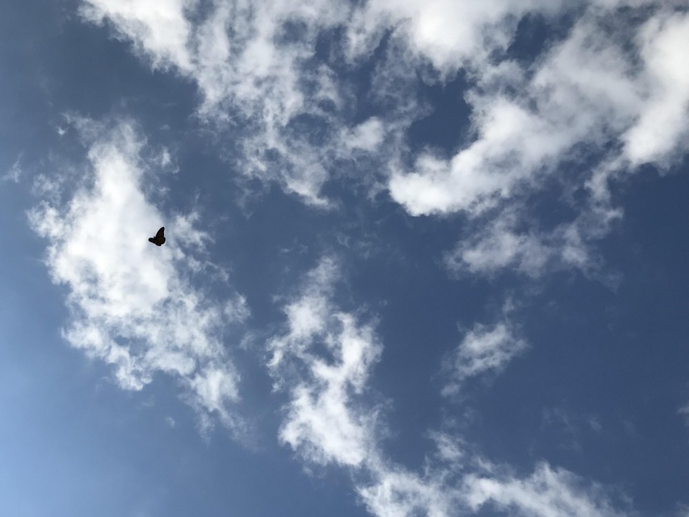 Monarch in flight