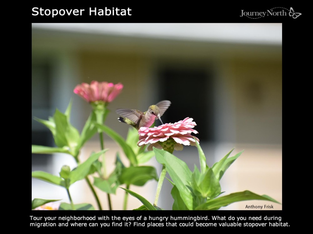 Stopover Habitat