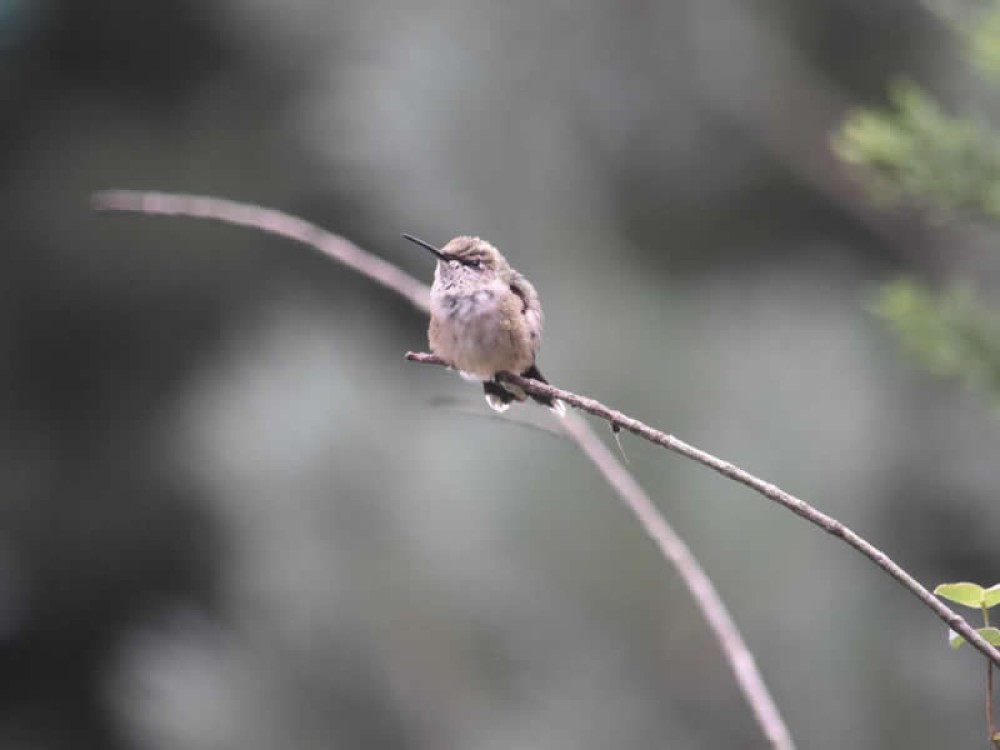 Image of hummingbird by Kate Parker