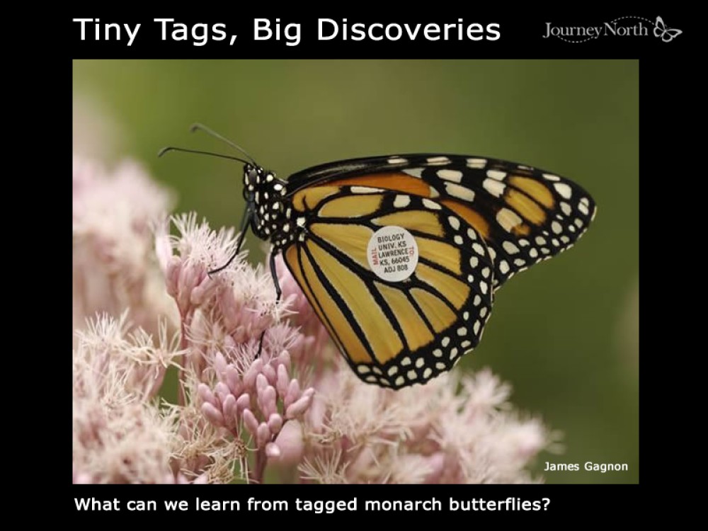 Journal Tiny Tags, Big Discoveries