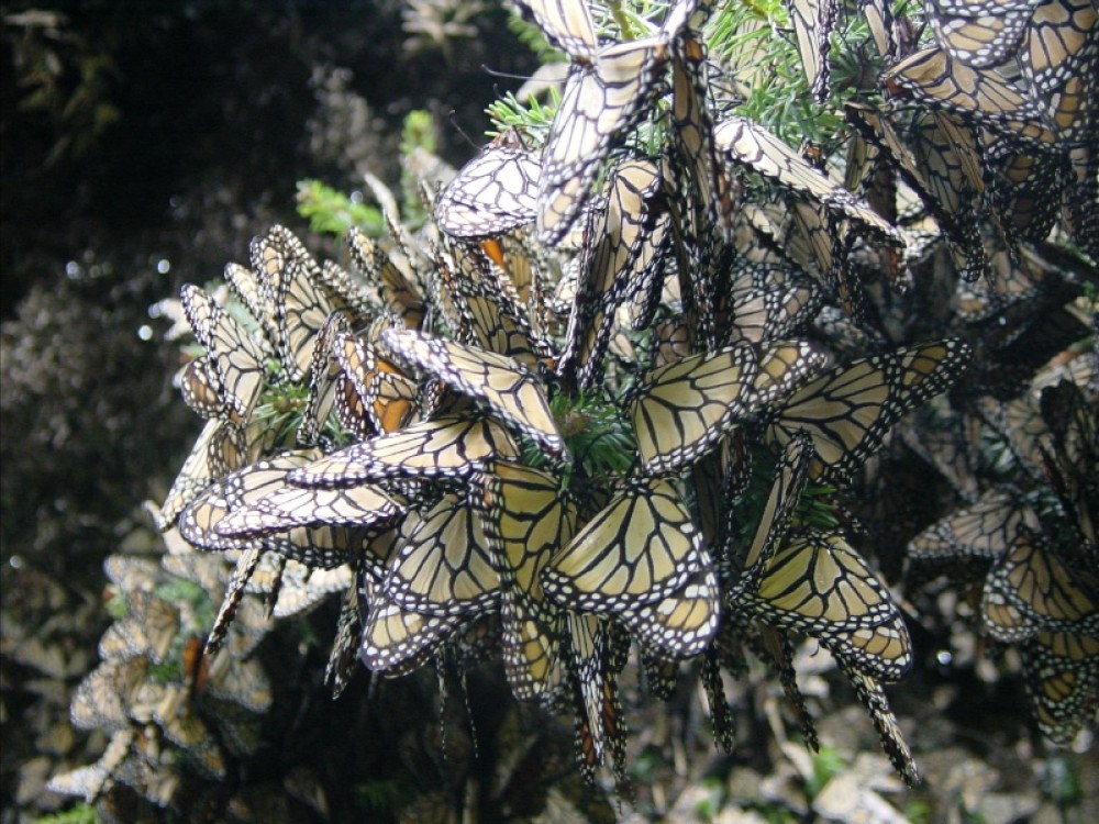 Monarch butterflies at winter sanctuaries in Mexico