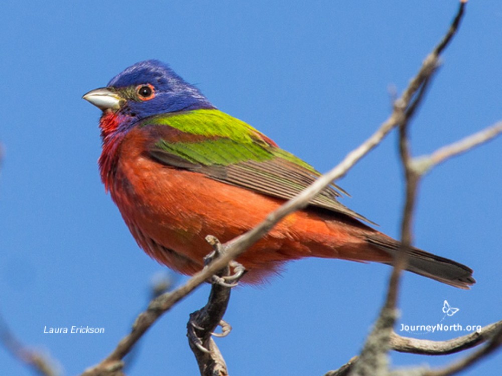 Painted Bunting by Laura Erickson