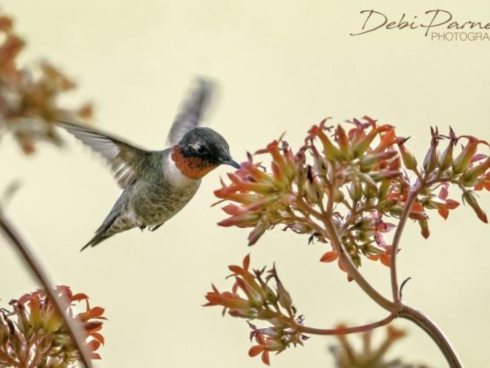 A Ruby-throated hummingbird from March 2018