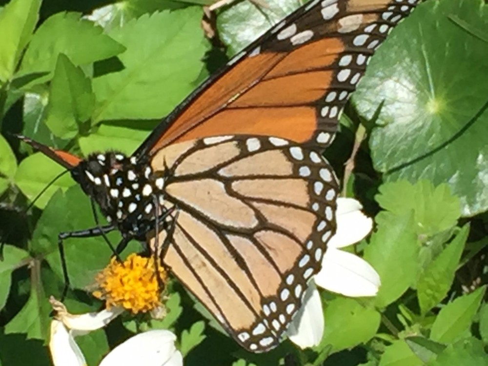 One of the 8 monarchs sighted on January 5, 2019 in Gulf Shores, Alabama by Donald E.