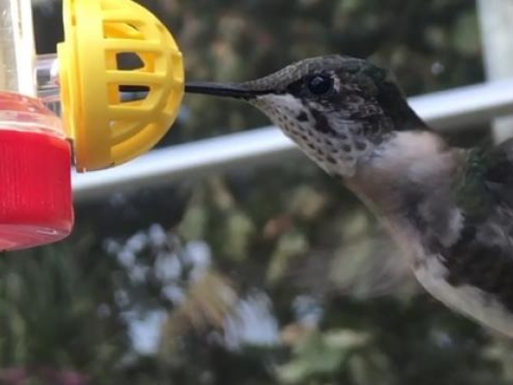 A New Comer, Naples, FL (02/05/2019)