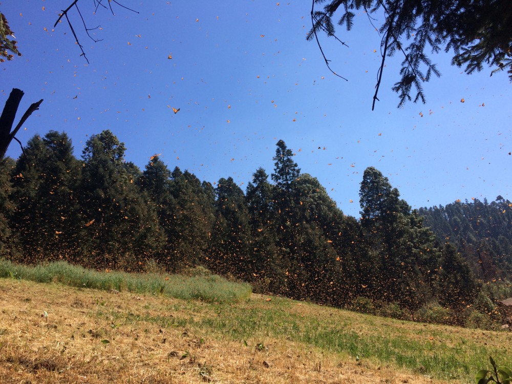 Monarch Butterflies at El Rosairo Sanctuary in Mexico