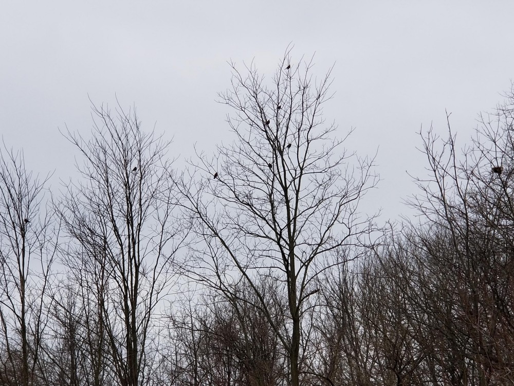 Robin Wave In Ohio