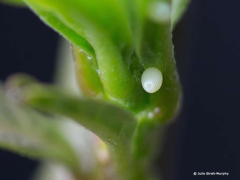 Monarch butterfly egg in Vernon, Texas