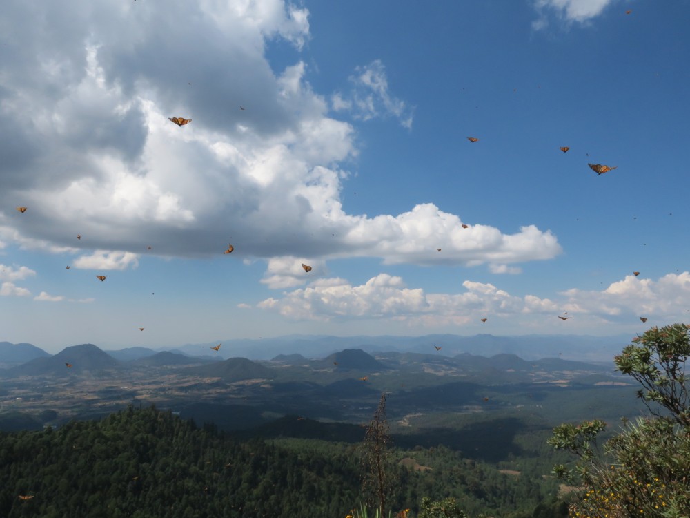 Monarch Butterflies leaving Sierra Chincua Sanctuary in Mexico