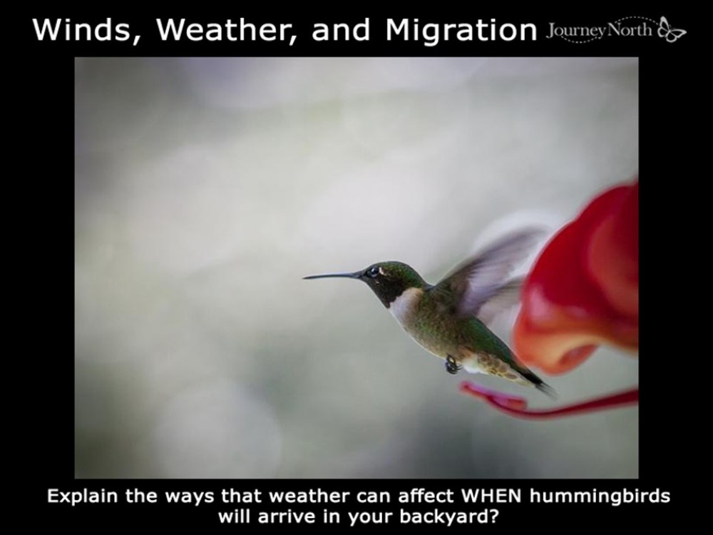 Windy Weather and Migration