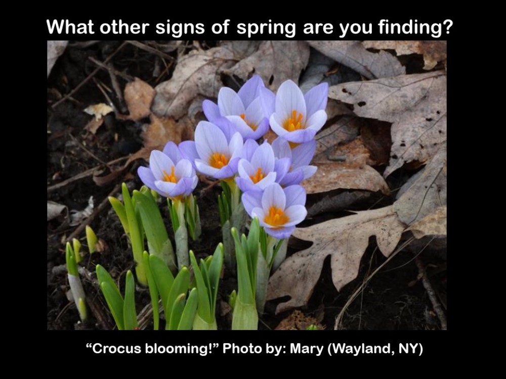 Crocuses Blooming