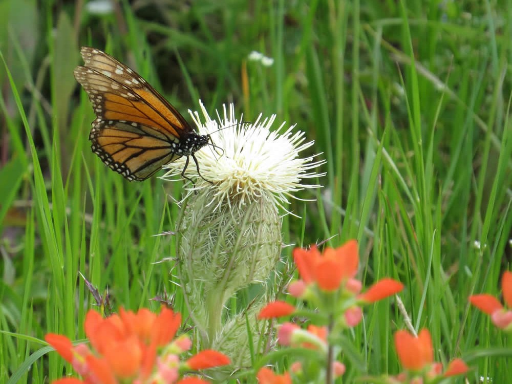 Monarch butterfly in Montgomery, Texas on March 29, 2019