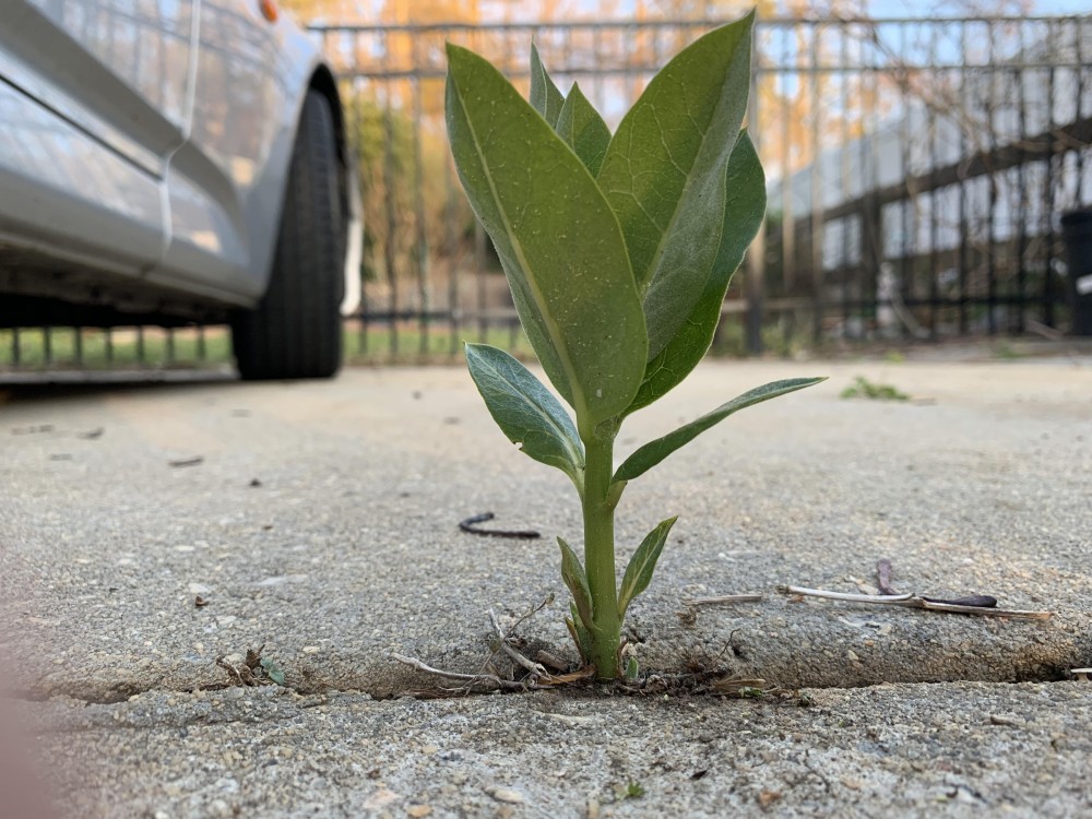 Milkweed