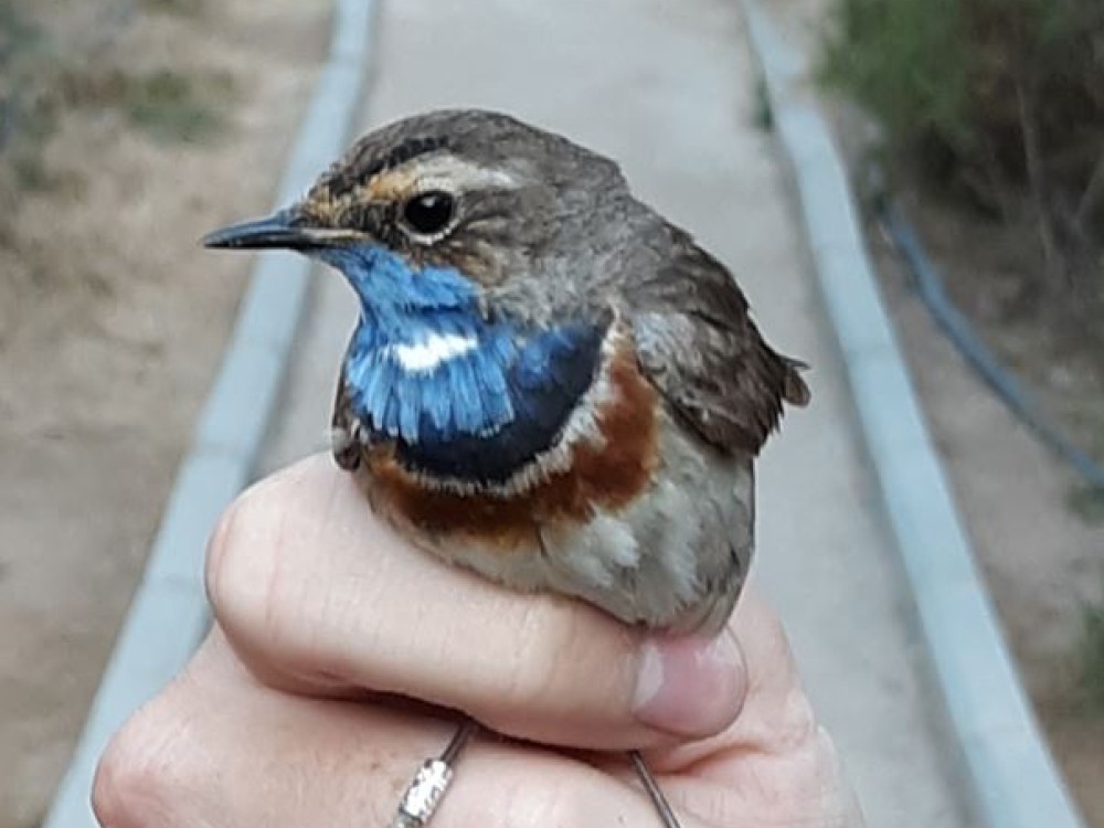 Bluethroat (Luscinia Svecica) 