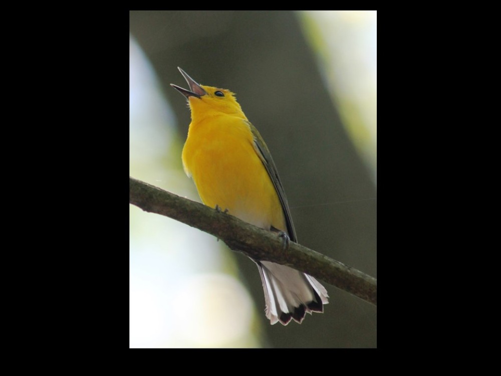 Prothonotary Warbler