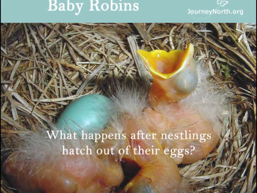 Baby Robins