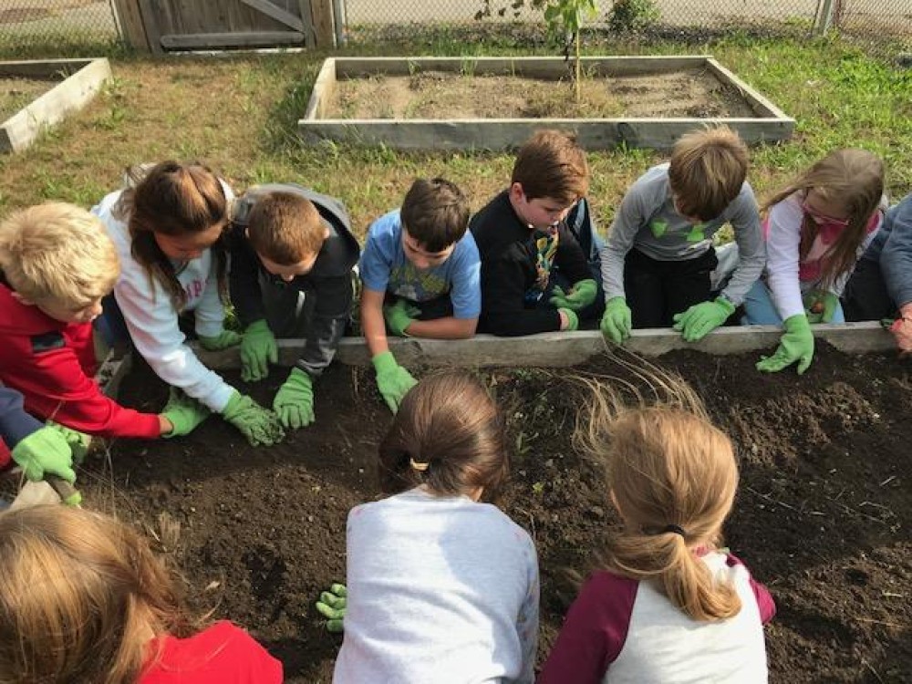 A school tulip garden