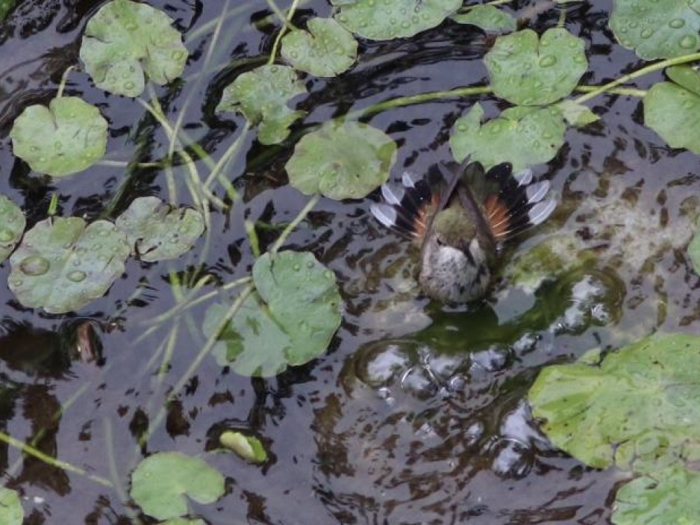 hummingbird taking a bath