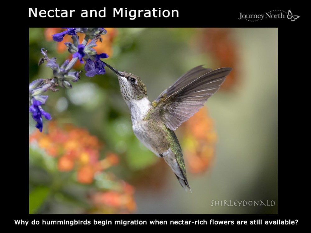 Journal Nectar and Migration