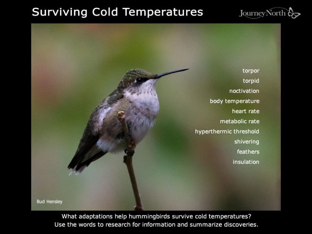 hummingbird