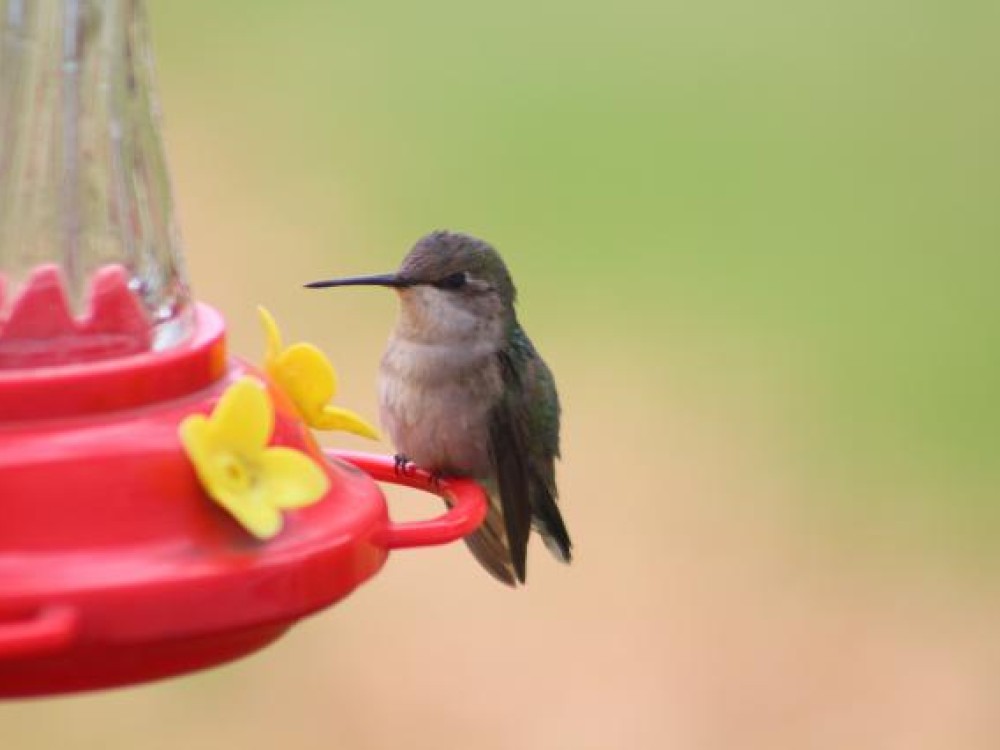 hummingbird