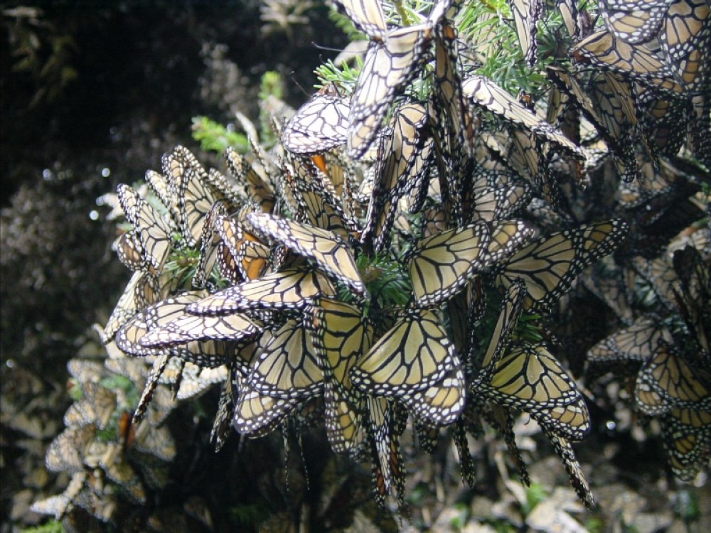 Monarch butterflies at winter sanctuaries in Mexico