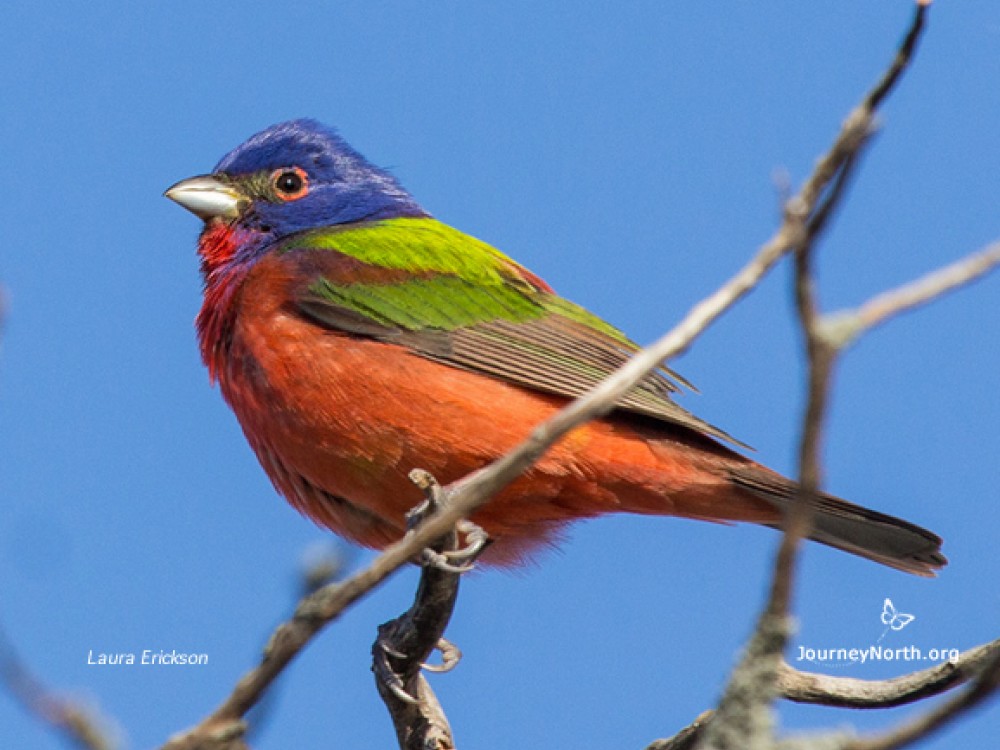 Painted Bunting by Laura Erickson