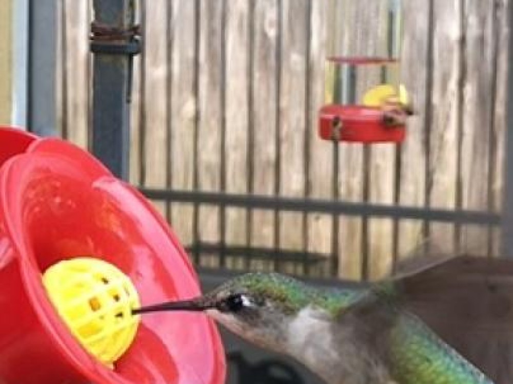 Ruby throated hummingbird