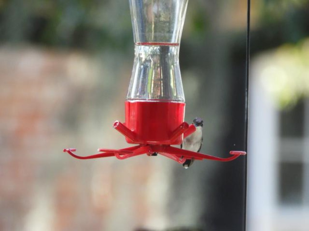 Ruby throated hummingbird