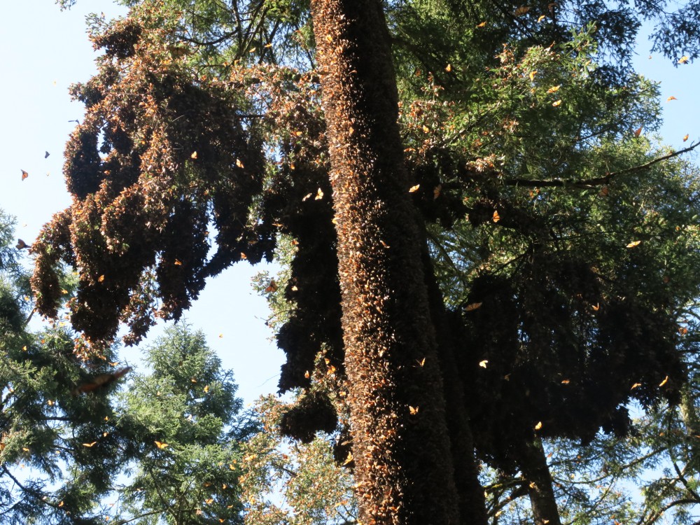 Dense Clusters of Monarchs At El Rosario Sanctuary