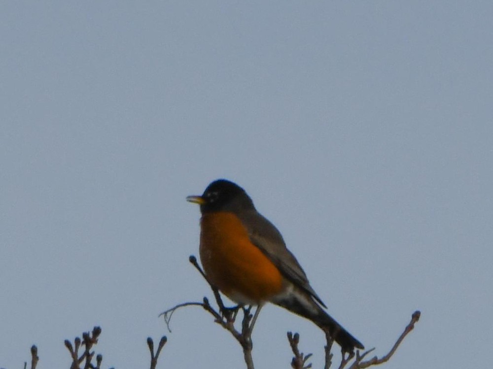 Robin perched on a tree.