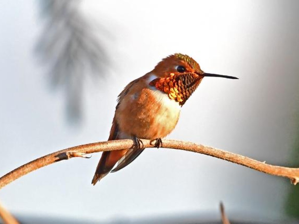 Rufous hummingbird